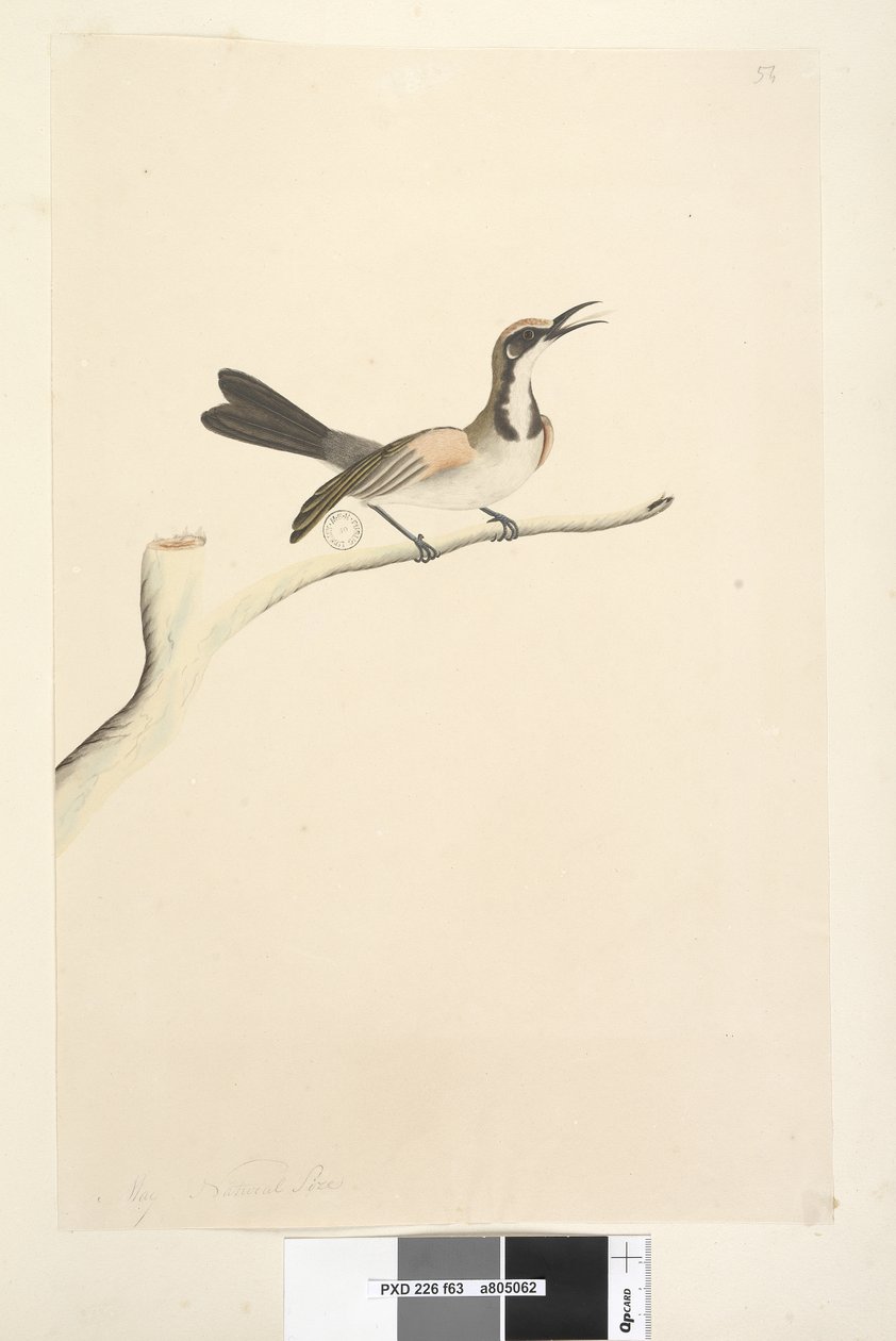 Sayfa 63. Mayıs. Doğal boy Tawny Taçlı Honeyeater Phylidoniris melanops, 1791-92 by Unknown artist