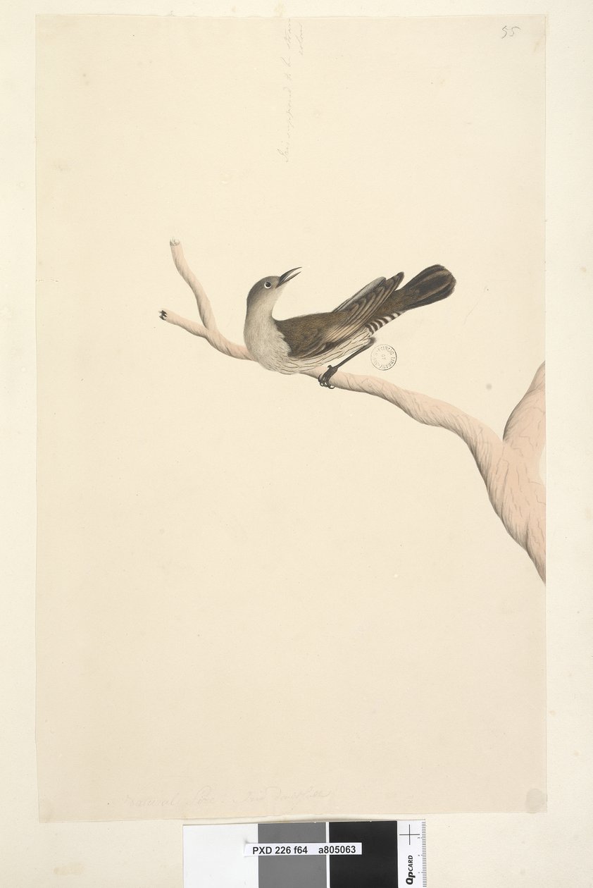 Sayfa 64. Doğal boyut. İris şüpheli. İrisin saman rengi olması gerekiyordu Kahverengi Ağaç, Creeper Climacteris picumnus, 1791-92 by Unknown artist