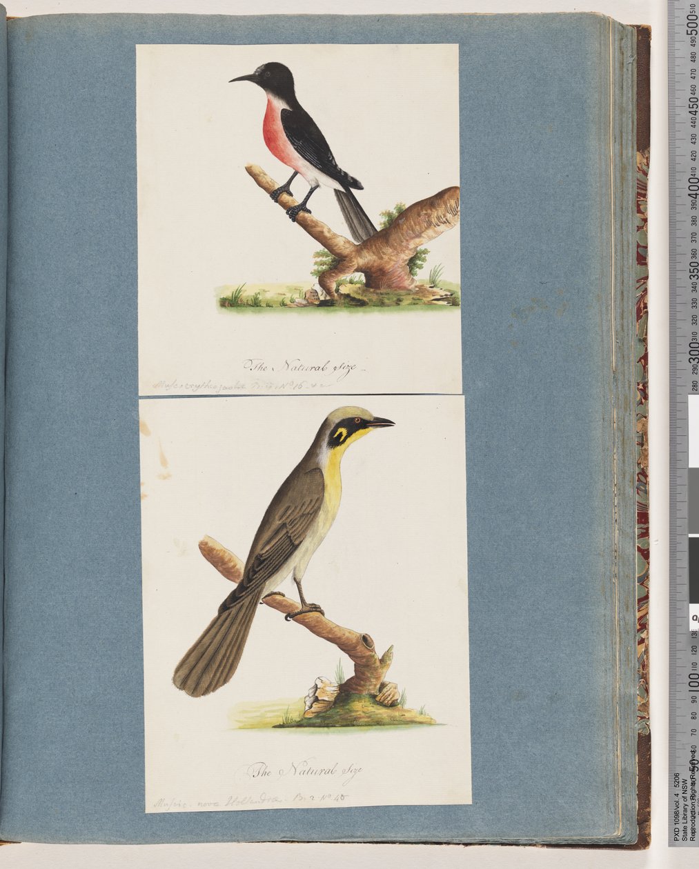 Sayfa 64. Scarlet Robin. Kritrogastranın sineği. 65. Sarı püsküllü Honeyeater. Muscicapa Nova Hollandiae by Unknown artist
