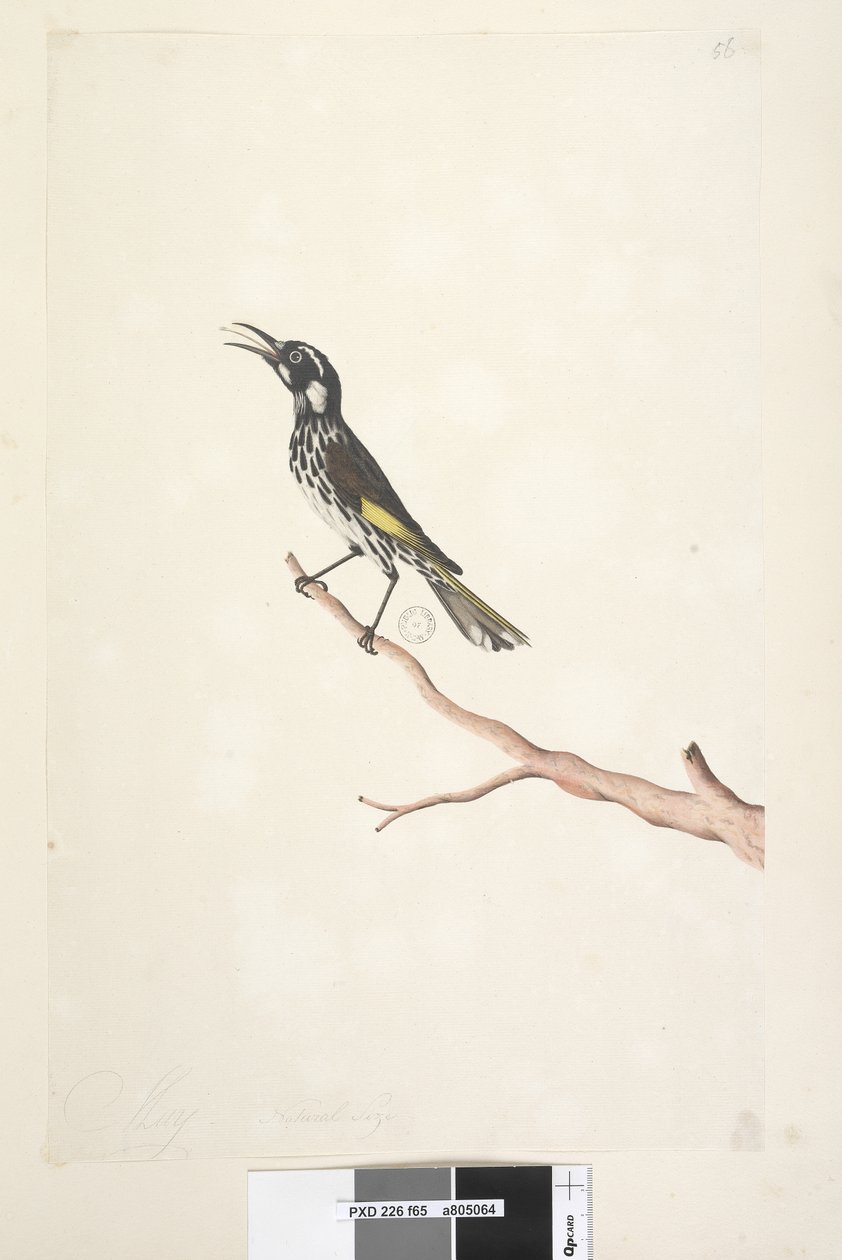Sayfa 65. Mayıs, doğal boy Sarı Kanatlı Honeyeater New Holland, 1791-92 by Unknown artist