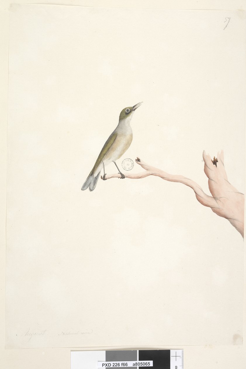 Sayfa 66. Ağustos. Doğal beden Gri, Sırtlı Silvereye Zosterops lateralis, 1791-92 by Unknown artist