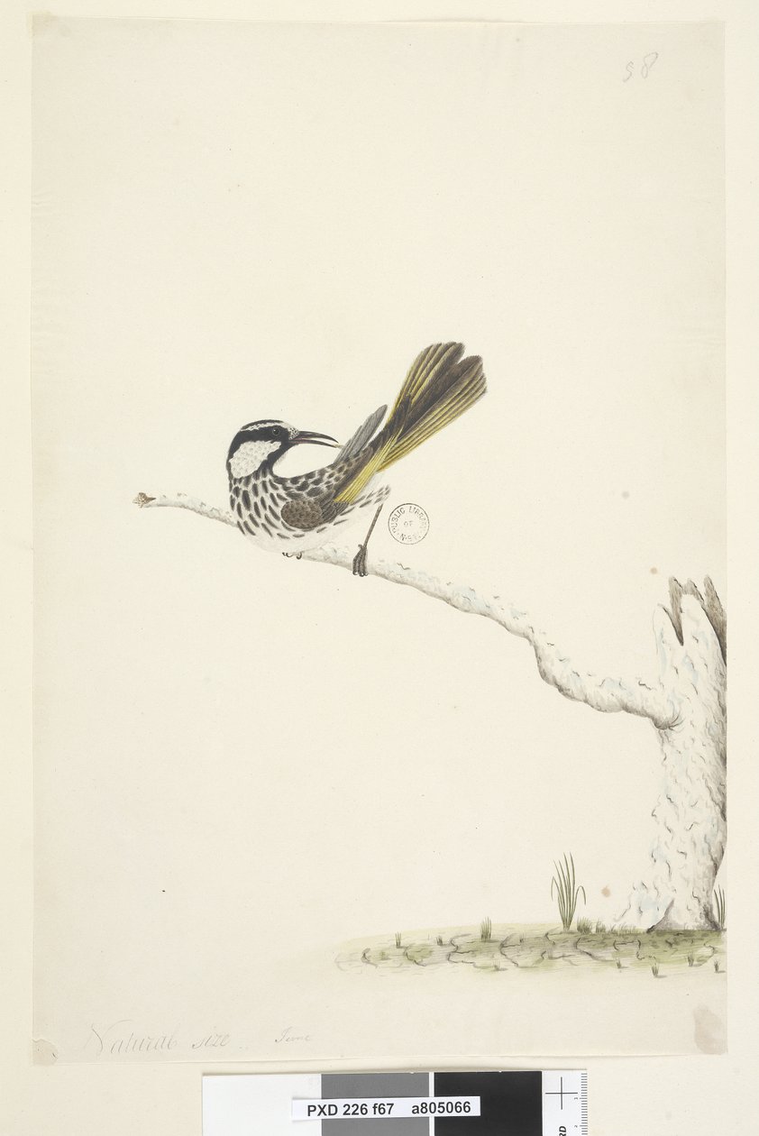 Sayfa 67. Doğal boyut,  Haziran Beyazı, Yanaklı Bal Yiyen Phylidoniris nigra, 1791-92 by Unknown artist