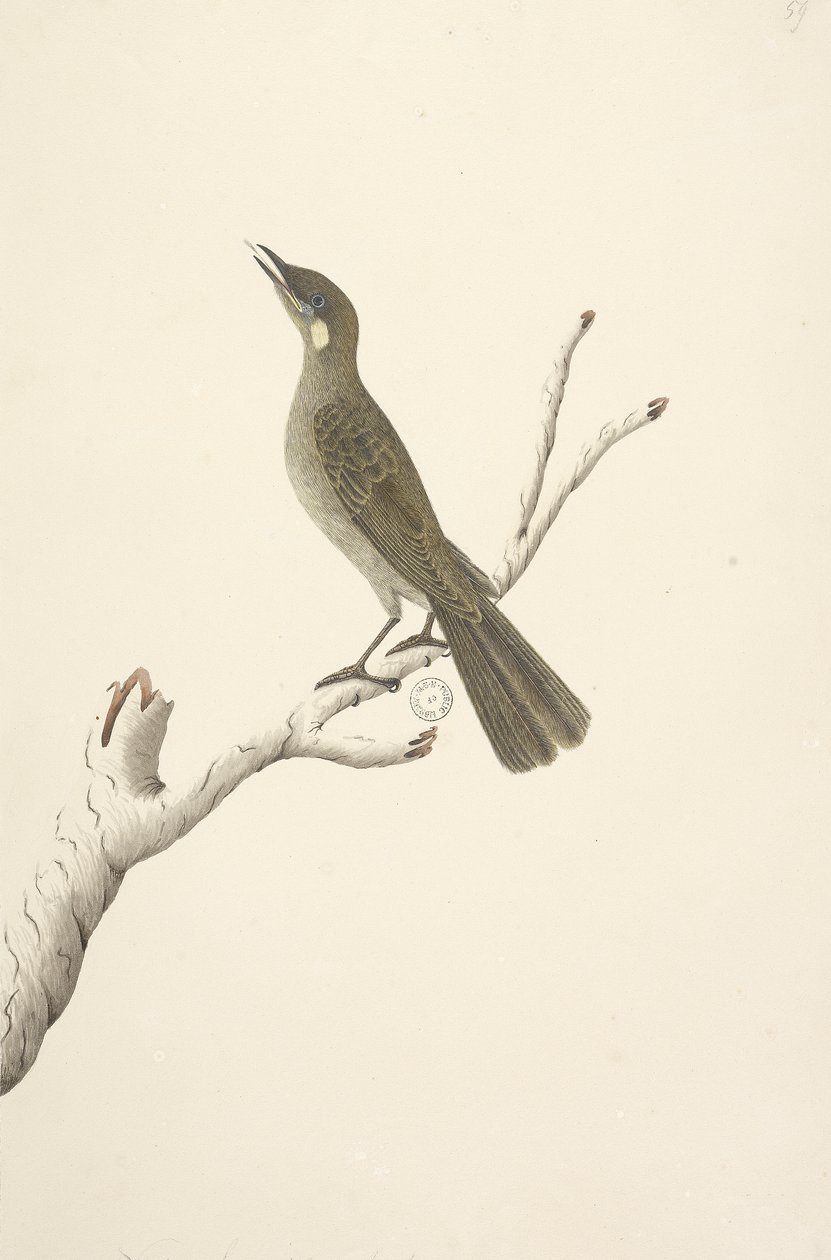 Sayfa 68. Doğal boyut, Ağustos Lewin Honeyeater Meliphaga Lewinii, 1791-92 by Unknown artist