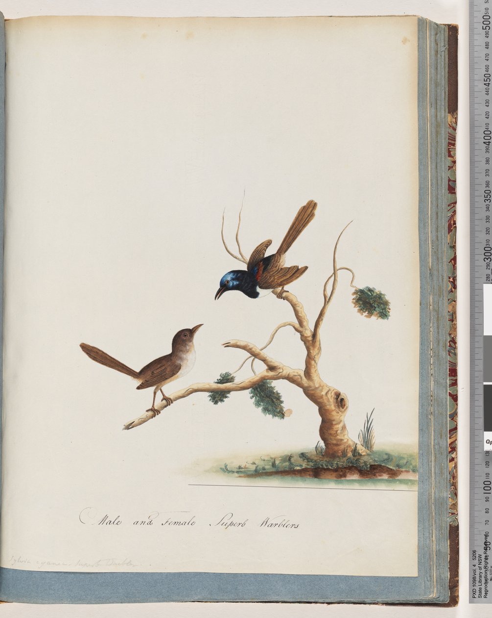 Sayfa 68. Kızıl Kanatlı Peri, çalıkuşu, erkek ve dişi. Erkek ve dişi Superb Warblers by Unknown artist