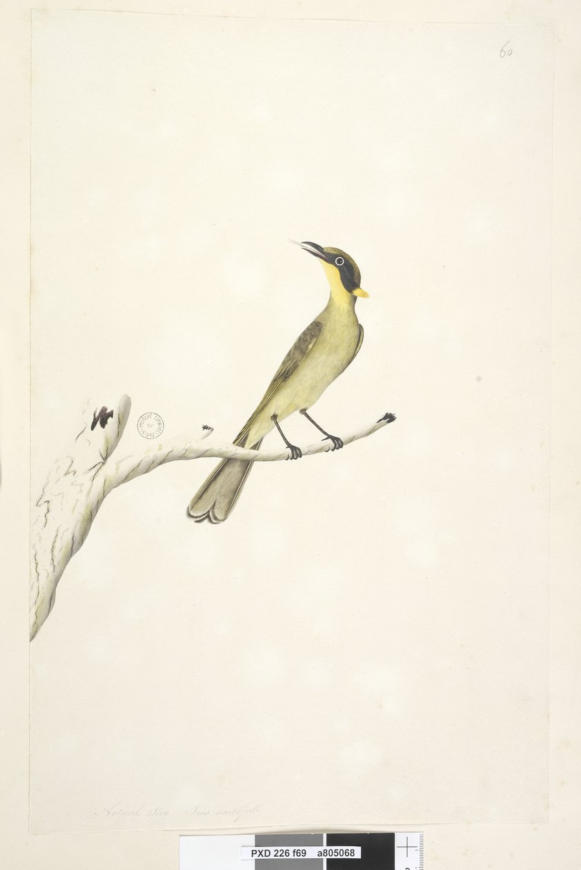 Sayfa 69. Doğal boyut. İris şüpheli Sarı, Tepeli Honeyeater Lichenostomus melanops, 1791-92 by Unknown artist