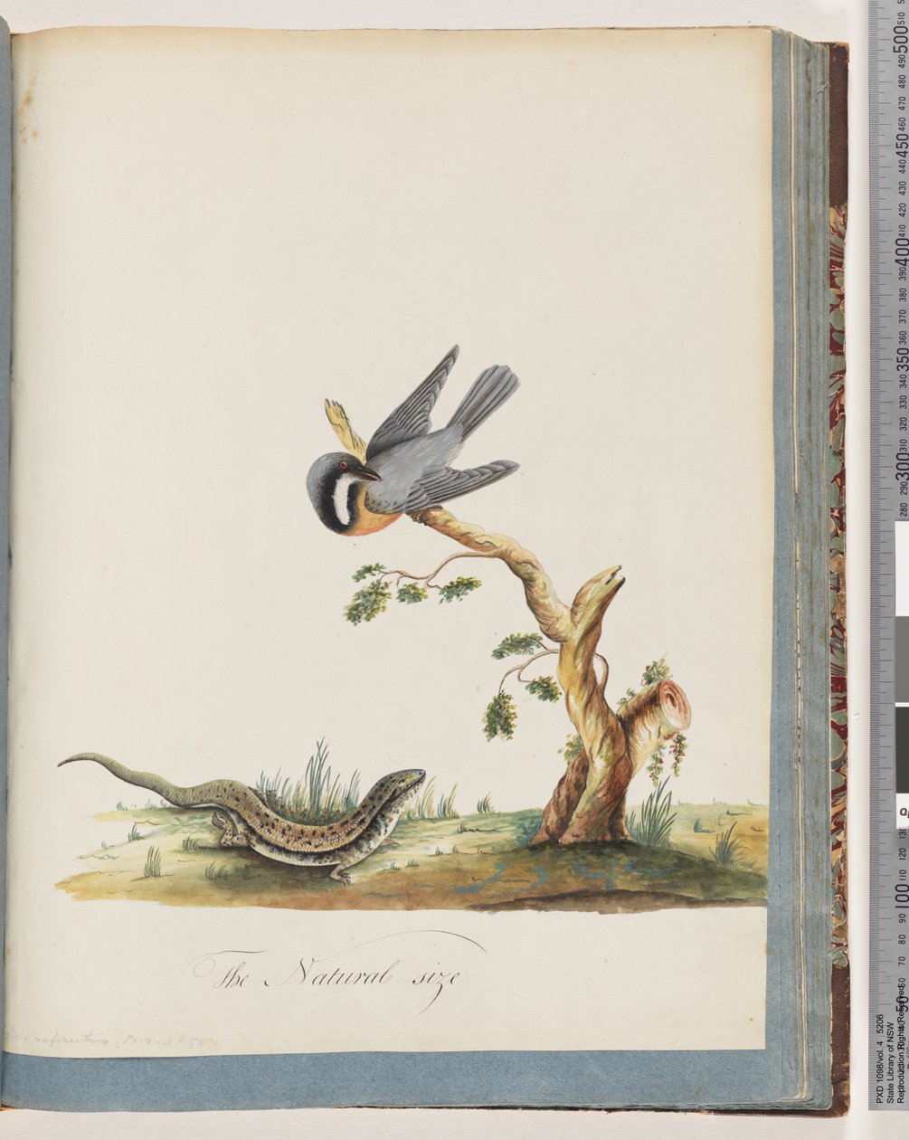 Sayfa 69. Kertenkeleli kimliği belirsiz kuş. Sylvia rufirostris by Unknown artist
