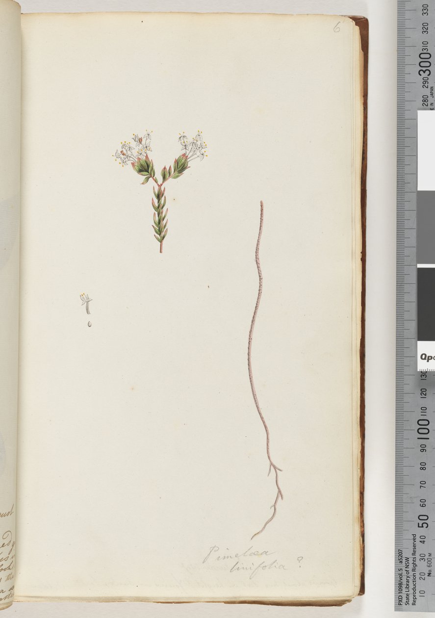 Sayfa 6. Pimeloea linfolia by Unknown artist