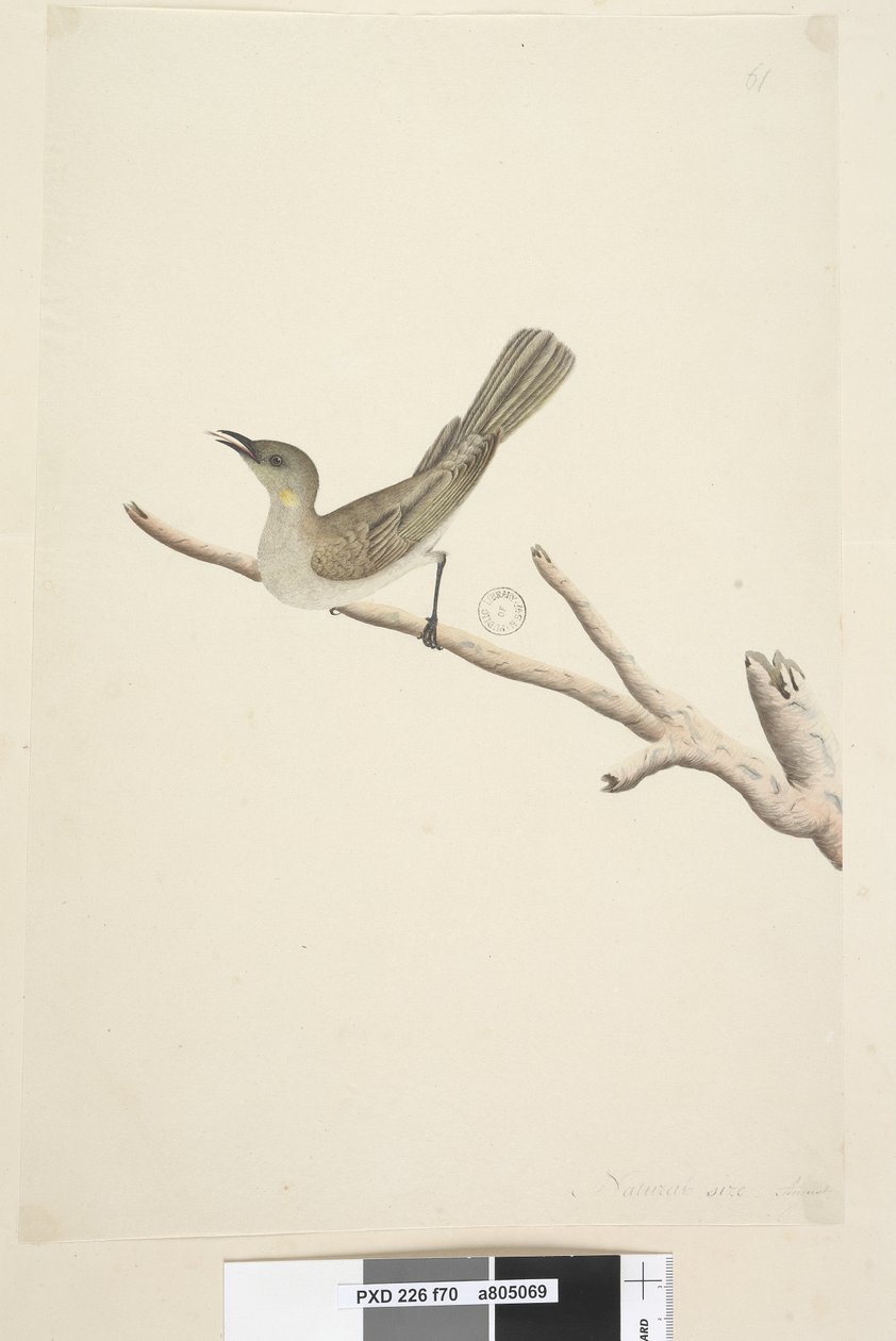 Sayfa 70. Doğal boyut. Ağustos Fuscous Honeyeater Lichenostomus fuscus, 1791-92 by Unknown artist
