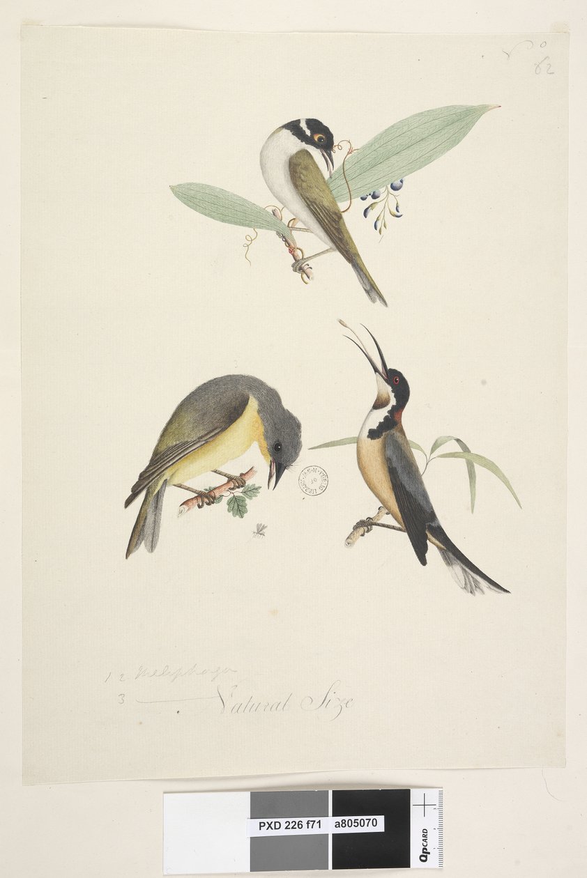 Sayfa 71. 1, 2. Meliphaga. 3., ? alt merkezde farklı elde Doğal boyutta. Üç kuş gösterilmiştir: 1. Beyaz, Naped Honeyeater by Unknown artist
