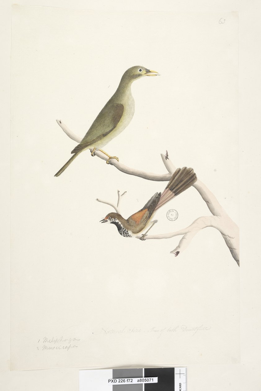 Sayfa 72. 1. Meliphaga. 2. Muscicapa. Doğal boyut. Her ikisinin de irisi şüpheli. Bell Madenci Manorina melanophrys ve Rhipidura rufifrons, 1791-92 by Unknown artist