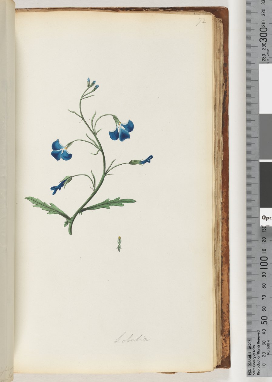 Sayfa 72. Lobelia by Unknown artist