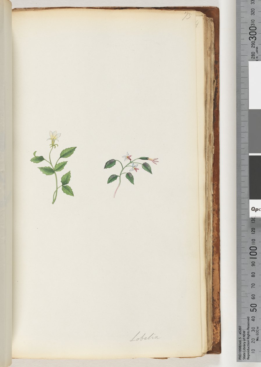 Sayfa 73. Lobelia by Unknown artist