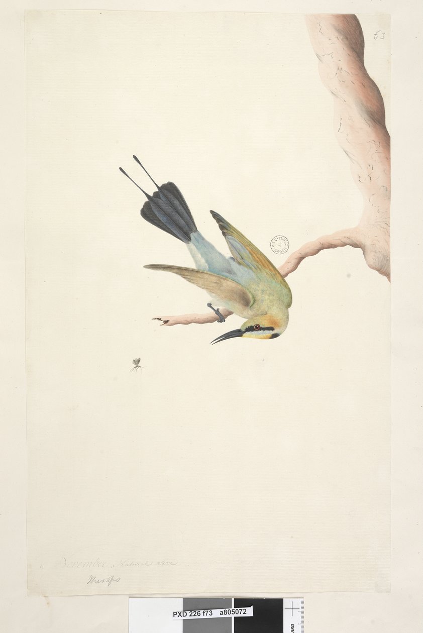 Sayfa 73. Meroplar. farklı el Kasım ayında yukarıdaki başlık. Doğal boy Gökkuşağı Kuşu Merops ornatus, 1791-92 by Unknown artist
