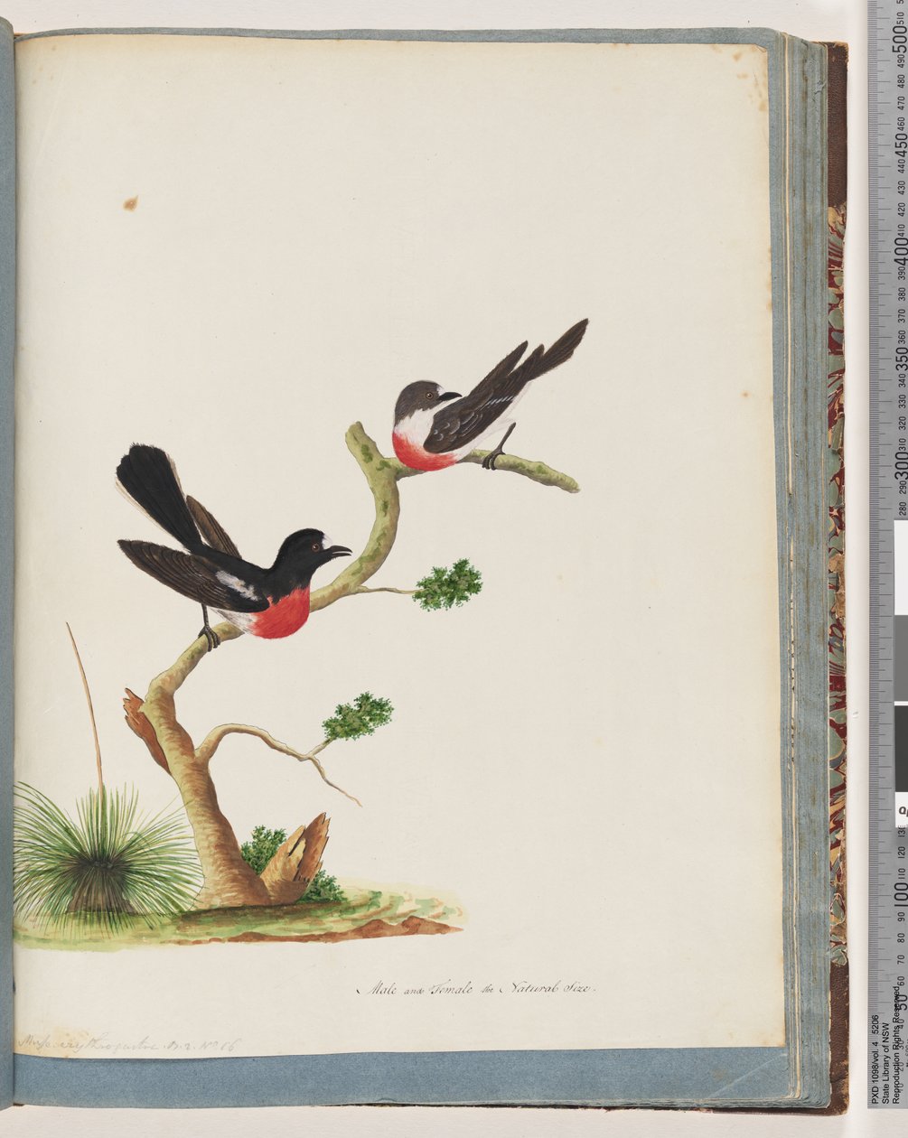 Sayfa 73. Scarlet Robins by Unknown artist
