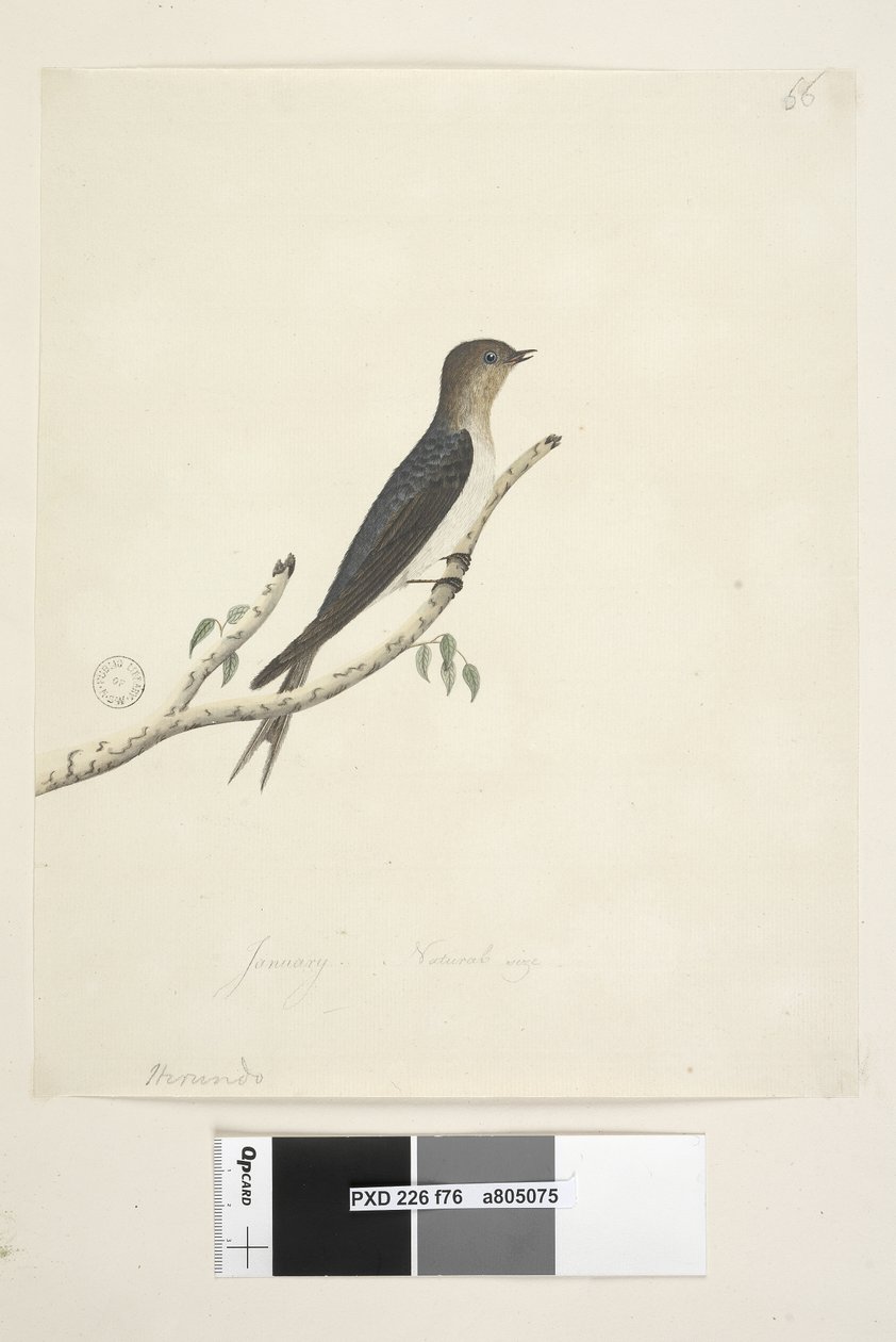 Sayfa 76. Hirundo. alt merkezde farklı el Ocak Doğal boyut Hoşgeldin Kırlangıç Hirundo neoxena, 1791-92 by Unknown artist