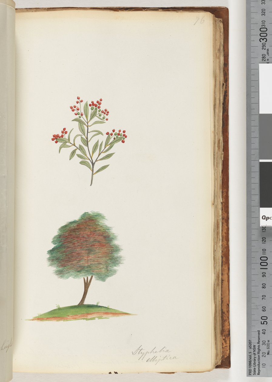 Sayfa 76. Styphelia elliptica / Ağaç Süpürgesi Çalı by Unknown artist