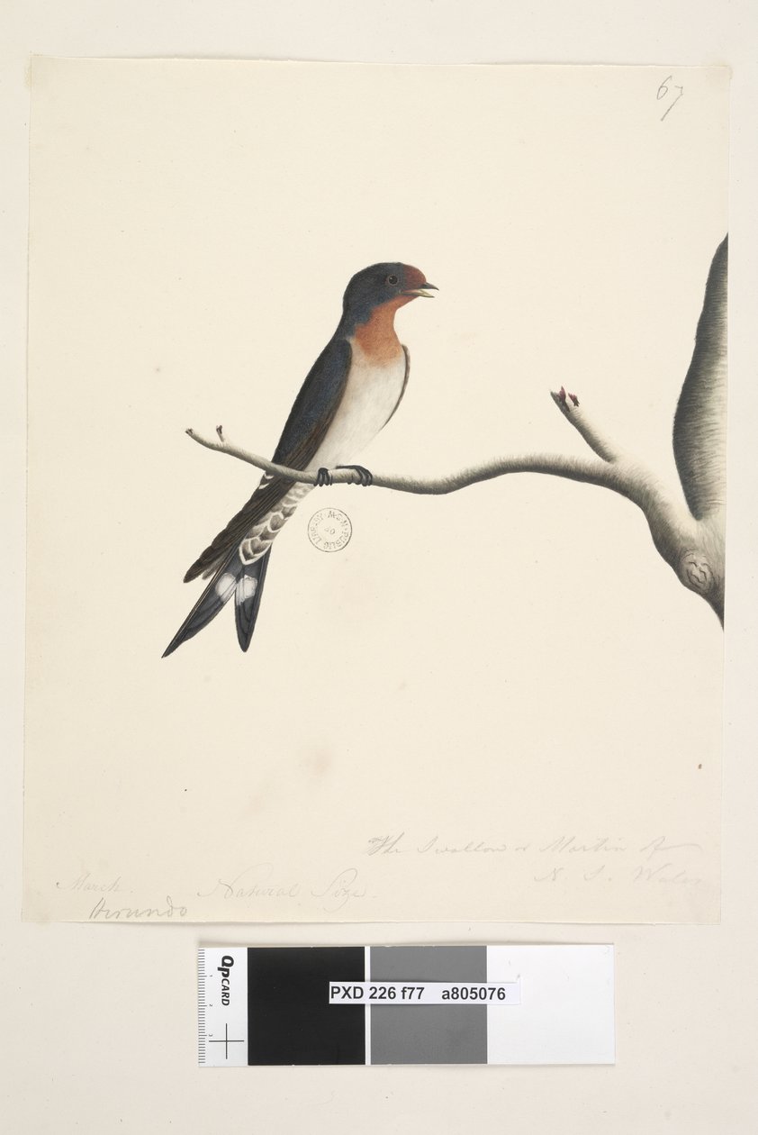 Sayfa 77. Hirundo. farklı el Mart ayında yukarıdaki başlık. Doğal Boyut. üçüncü elde sağ altta The Swallow veya Martin of N.S. Galler. Hoş Geldiniz Kırlangıç Hirundo neoxena, 1791-92 by Unknown artist