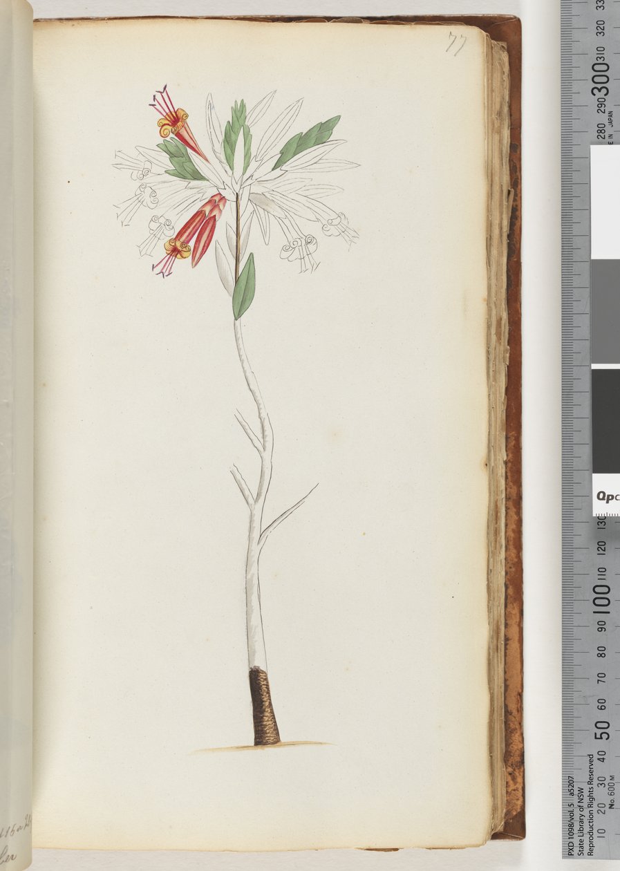 Sayfa 77. Yazı yok, tamamlanmamış çizim by Unknown artist