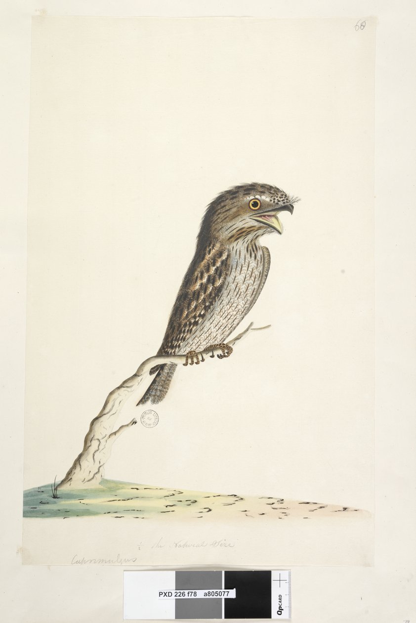 Sayfa 78. Caprimulgus. alt merkezde farklı elde 1/2 doğal boy Tawny Frogmouth Podargus strigoides, 1791-92 by Unknown artist