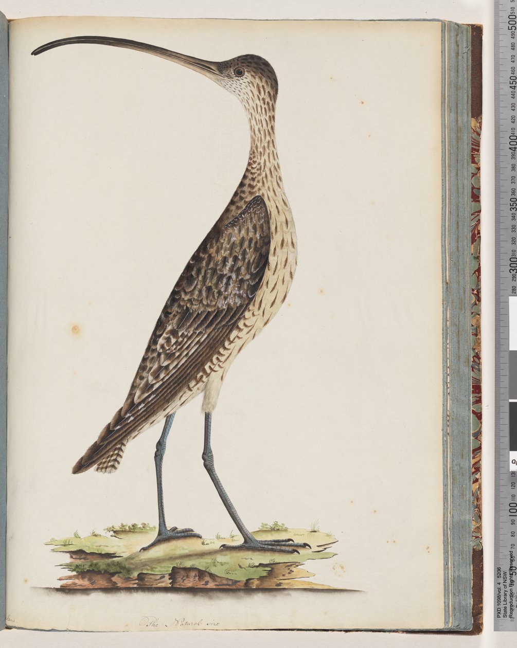 Sayfa 78. Doğu Curlew by Unknown artist