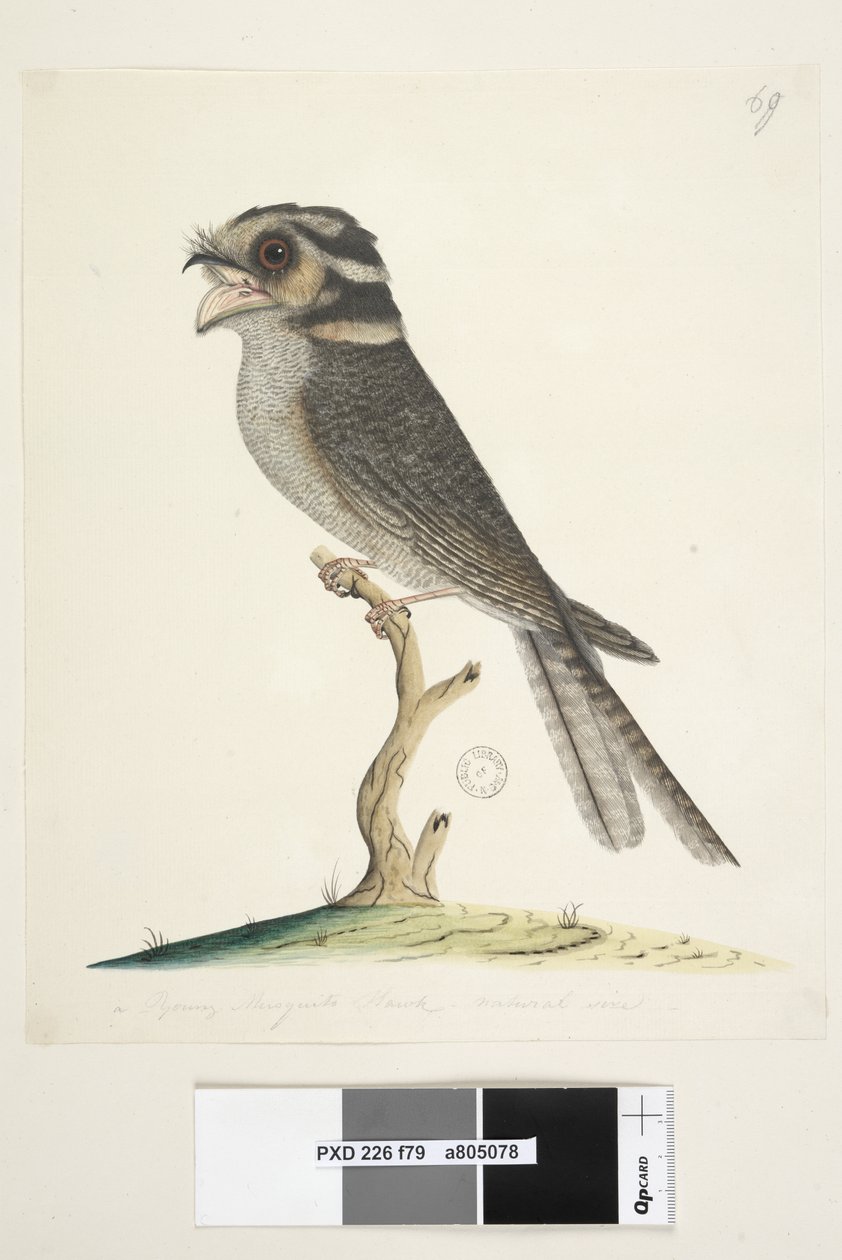 Sayfa 79. Genç bir Musquito Hawk, doğal boyda Owlet Nightjar Aegotheles cristatus, 1791-92 by Unknown artist