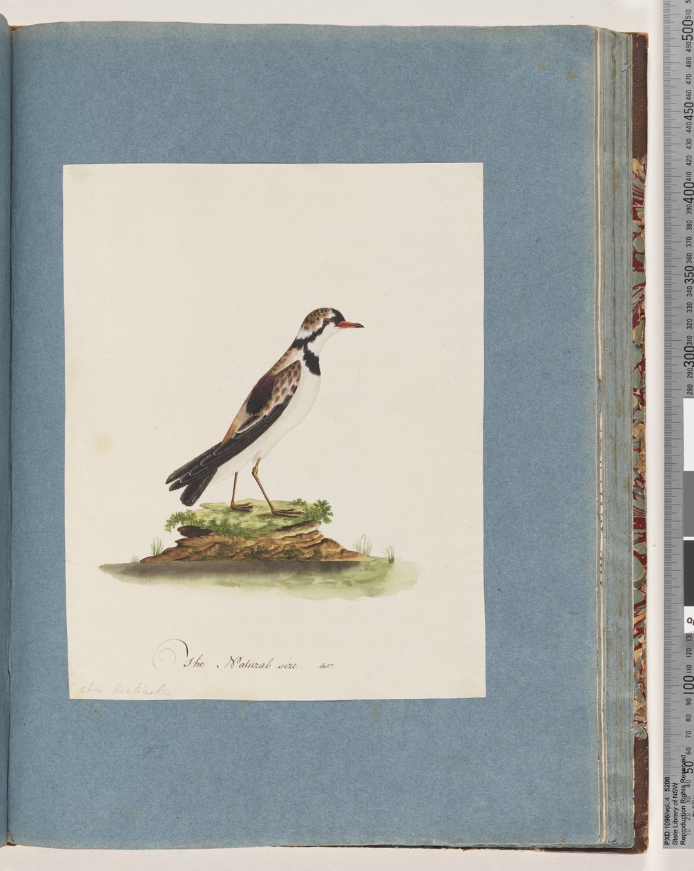 Sayfa 79. Siyah önlü Dotterel. Charadrius Hiaticula by Unknown artist
