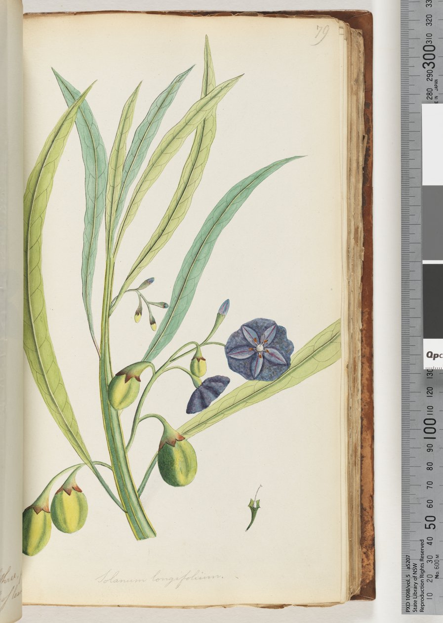 Sayfa 79. Solanum longifolium by Unknown artist