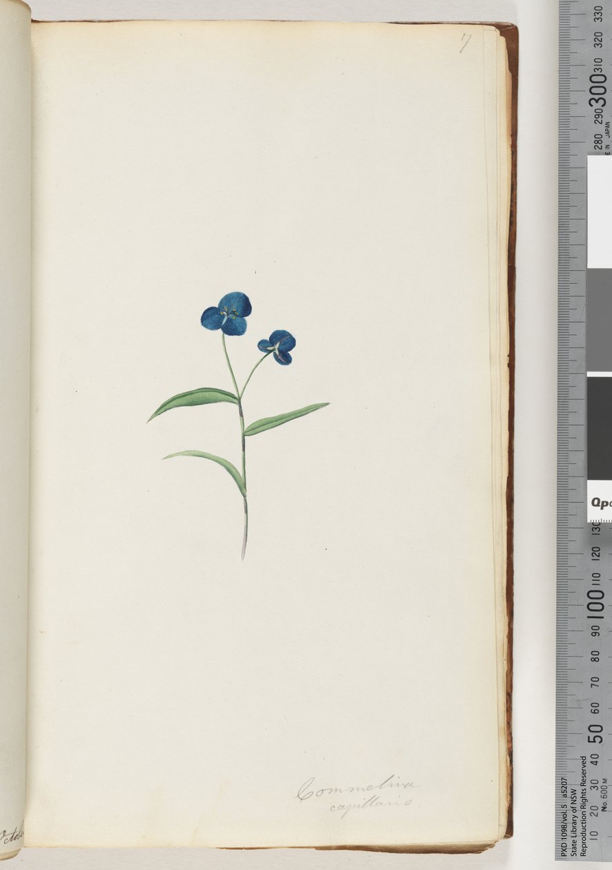 Sayfa 7. Commelina kapillaris by Unknown artist