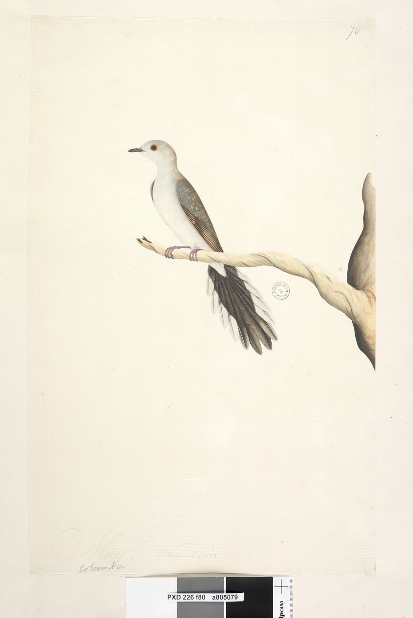 Sayfa 80. Columba. farklı el Mayıs ayında yukarıdaki başlık. Doğal boyutlu Diamond Dove Geopelia cuneata, 1791-92 by Unknown artist