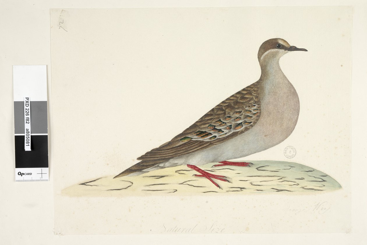 Sayfa 82. Bronz Kanat. alt merkezde farklı elde Doğal boyut Ortak Bronzewing Güvercin Phaps chalcoptera, 1791-92 by Unknown artist