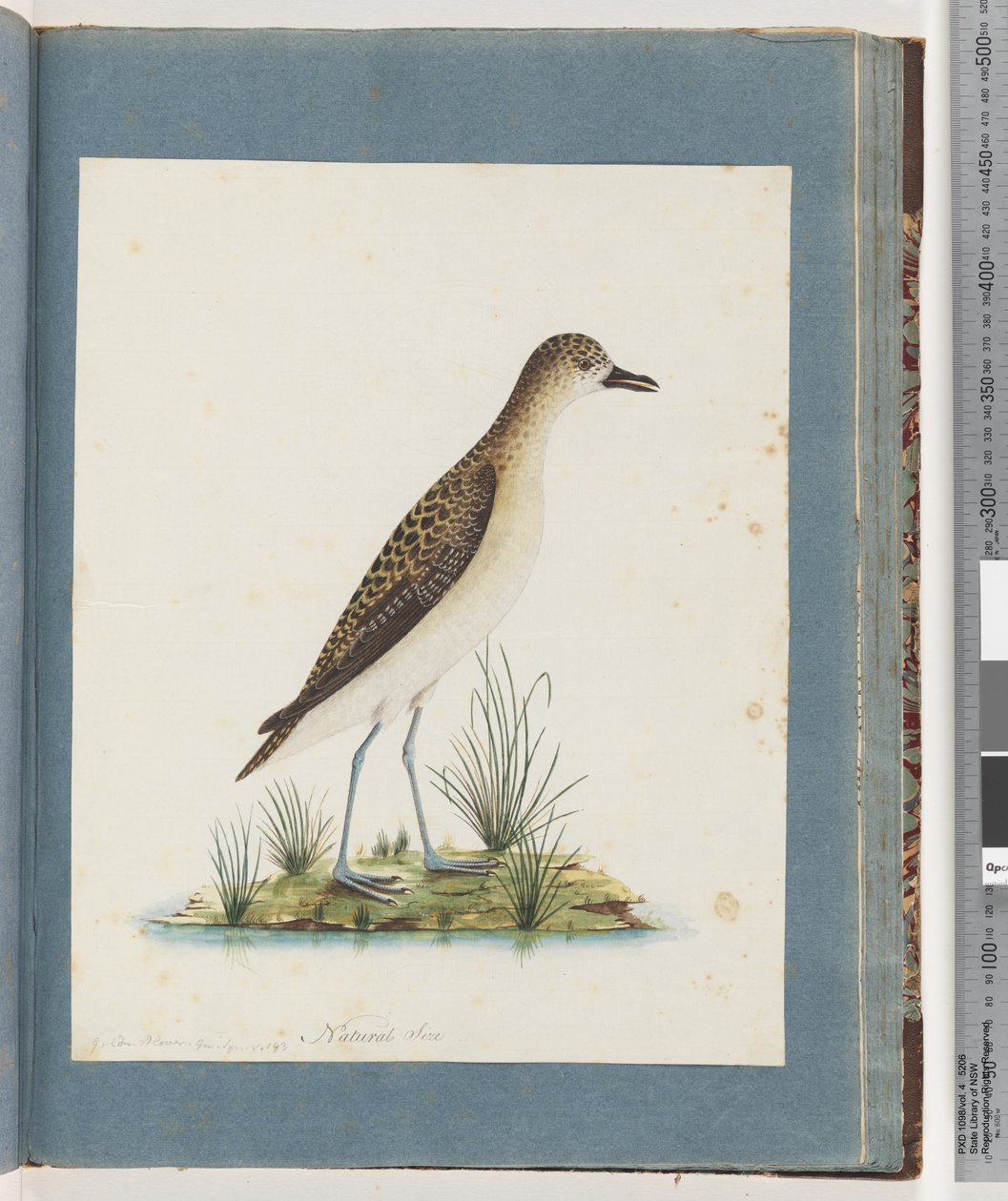Sayfa 82. Altın Plover by Unknown artist