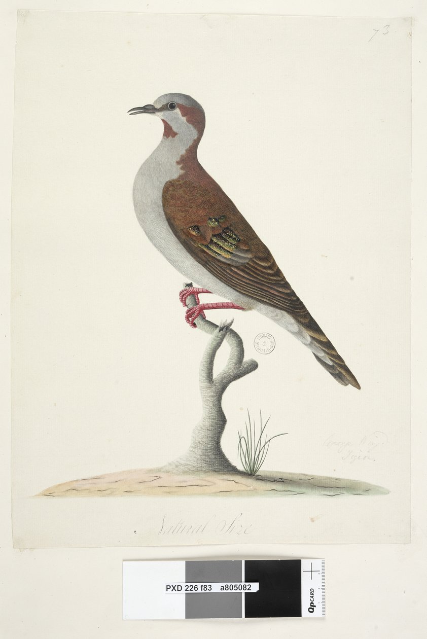 Sayfa 83. Bronz Kanatlı Güvercin. alt ortada farklı elde Doğal boy Fırça Bronzewing Güvercin Phaps elegans, 1791-92 by Unknown artist