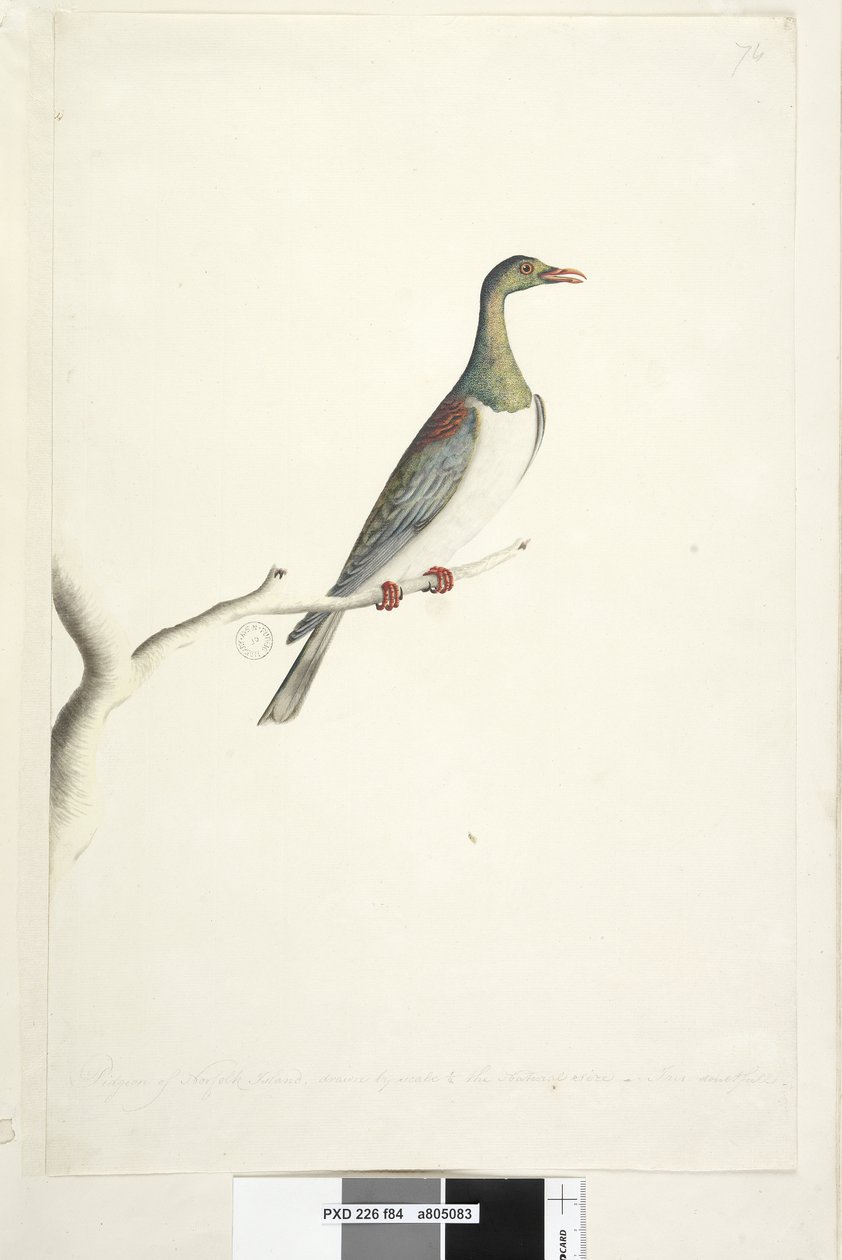 Sayfa 84. Norfolk Adası