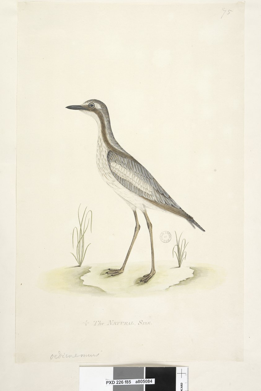 Sayfa 85. Ödicnemus. alt merkezde farklı elde 1/2 doğal boy Güney Taşı, Curlew Burhinus magnirostris, 1791-92 by Unknown artist