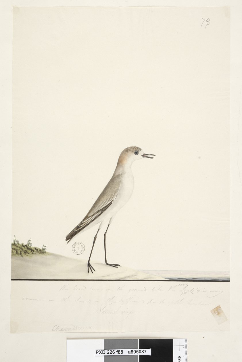 Sayfa 88. Charadrius. çerçeve çizgisinin altında farklı el Bu kuş, Kum Tarlası gibi yerde koşar ve limanın farklı bölgelerindeki kumlarda çok yaygındır. bunun altında üçüncü elde Doğal boy Kırmızı, şapkalı Dotterel Charadrius alexandrinu by Unknown artist