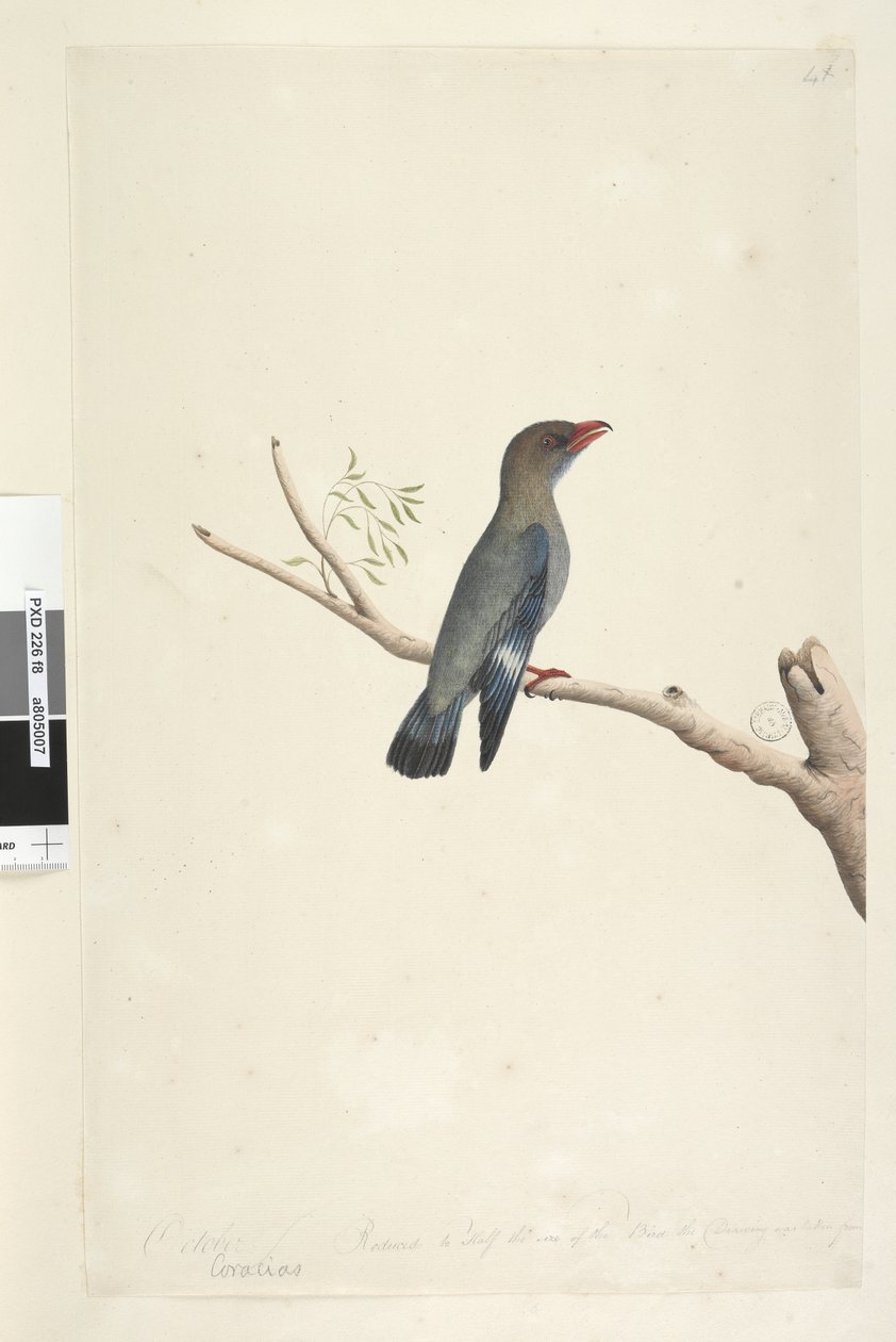 Sayfa 8. Coraciae. farklı el Ekim ayında alt kenar boyunca. Kuşun yarısına küçültülmüş Çizim Dolardan alınmıştır, Bird Eurystomus orientalis, 1791-92 by Unknown artist