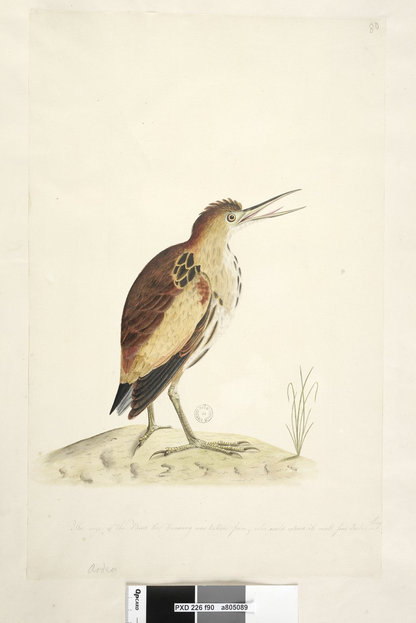 Sayfa 90. Ardea. alt kenar boyunca farklı elde Çizimin alındığı, boynunu dört inç uzunluğunda uzatabilen kuşun boyutu Little Bittern Ixobrychus minutus, 1791-92 by Unknown artist