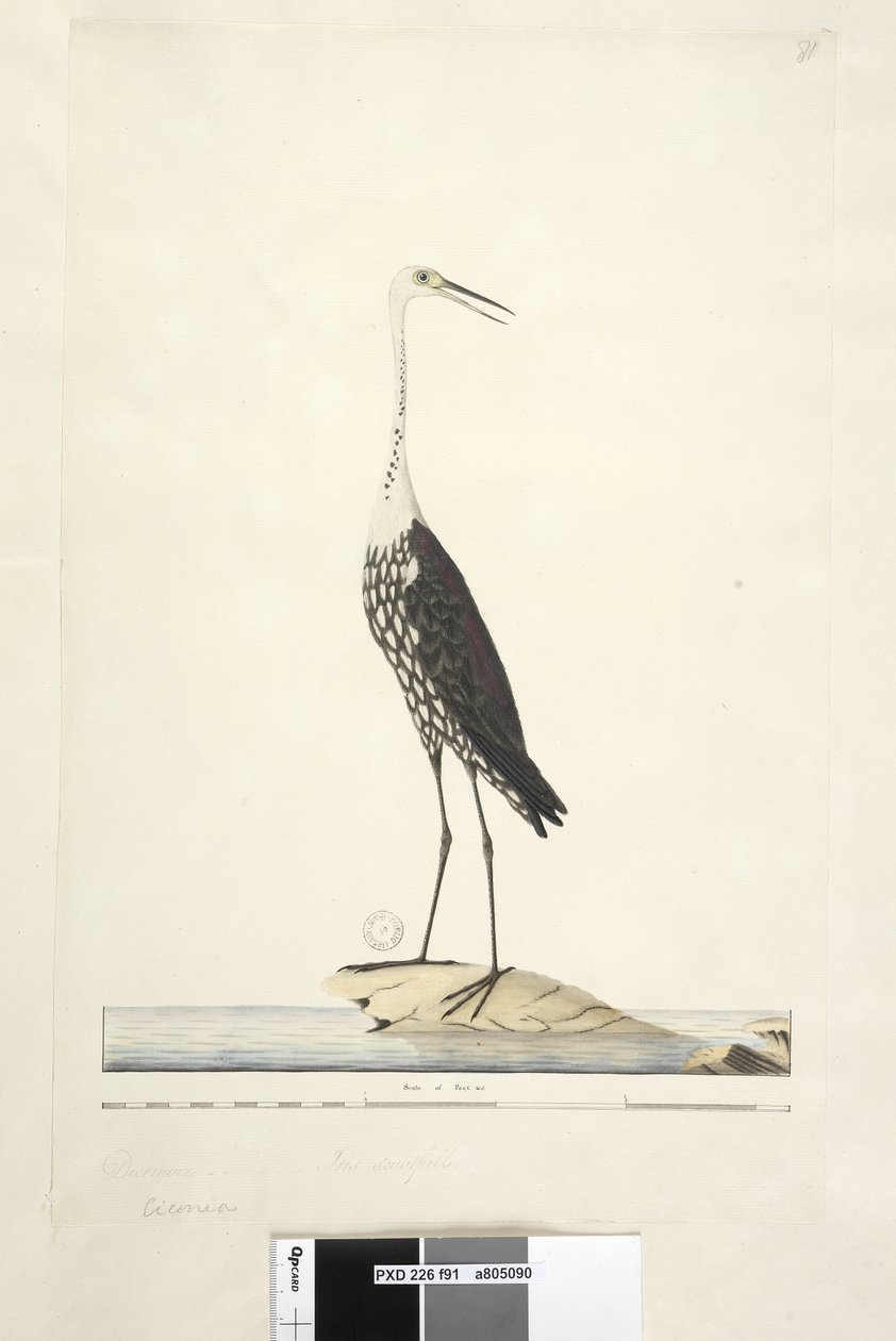 Sayfa 91. Ciconia. yukarıdaki başlık farklı bir elde Aralık, iris şüpheli Beyaz, Boyunlu Balıkçıl Ardea pacifica Notophoyx pacifica, 1791-92 by Unknown artist