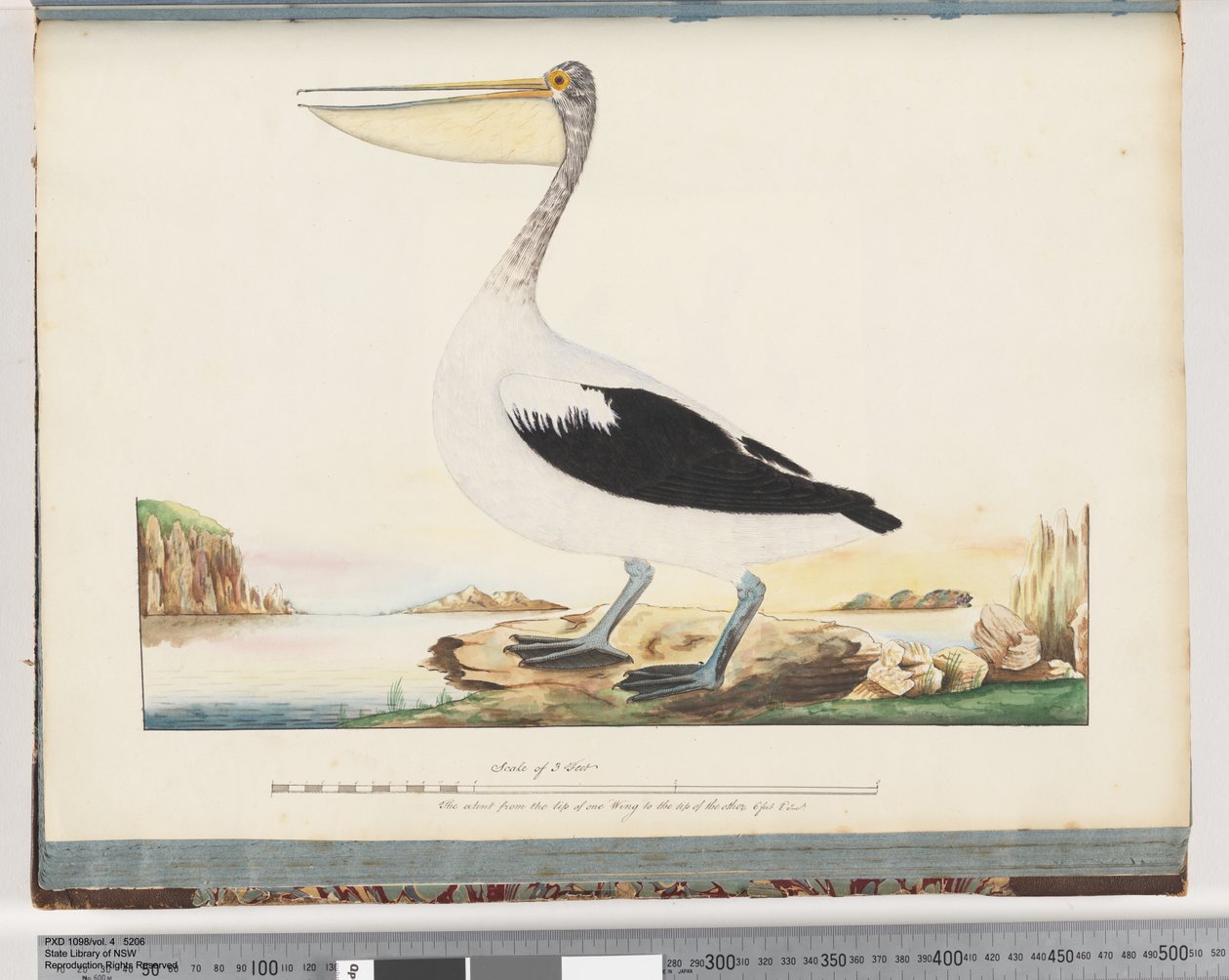Sayfa 92. Avustralya Pelikan by Unknown artist