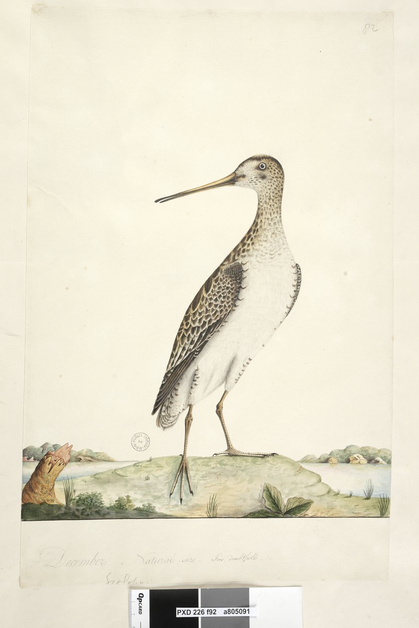 Sayfa 92. Scolopax. farklı el Aralık ayında yukarıdaki başlık. Doğal boyut, iris şüpheli Japon Snipe Gallinago hardwickii, 1791-92 by Unknown artist