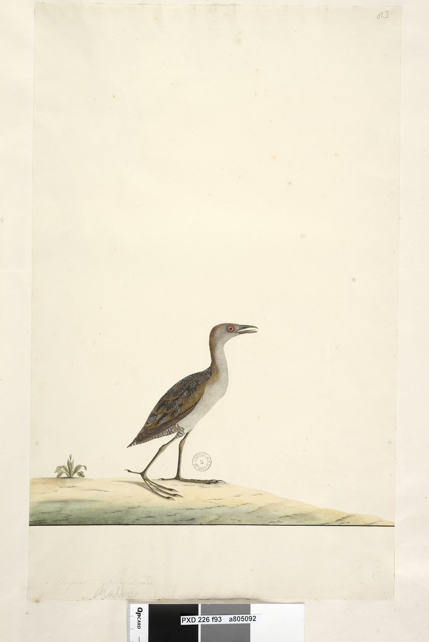 Sayfa 93. Rallus. farklı el Ağustos ayında yukarıdaki başlık. Doğal boy Marsh Crake Porzana pusilla, 1791-92 by Unknown artist