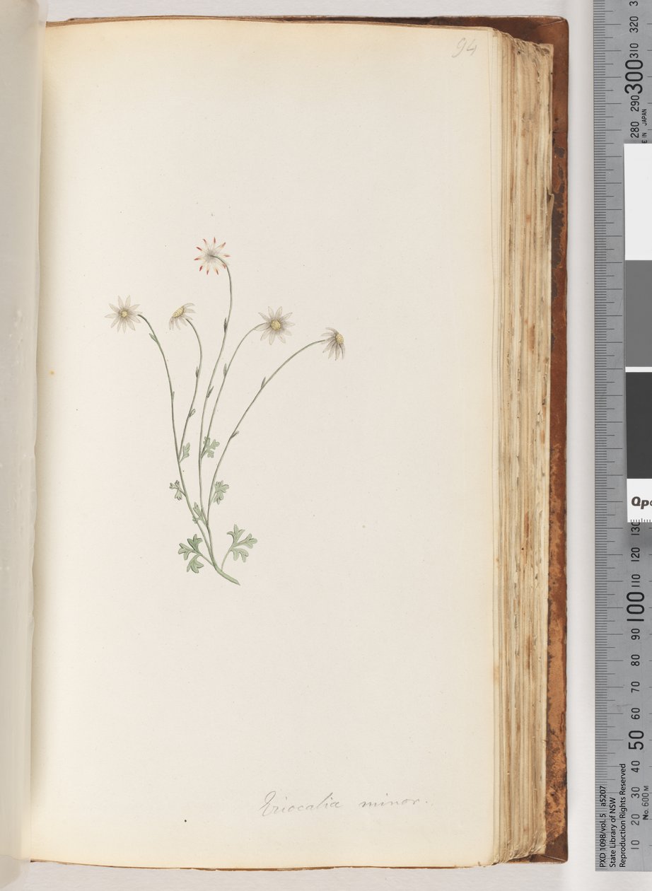 Sayfa 94. Eriocalia minör by Unknown artist