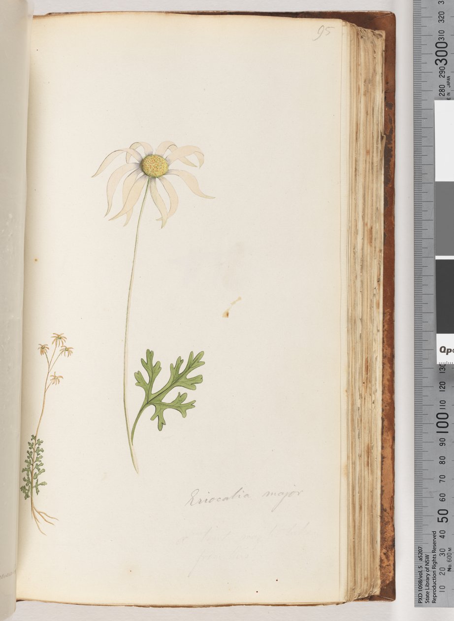 Sayfa 95. Eriocalia majör by Unknown artist