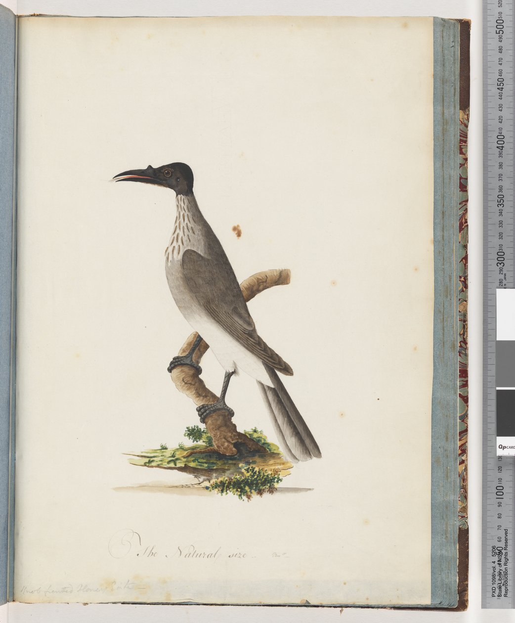 Sayfa 95. Gürültülü Friarbird. Düğme önü Honeyeater by Unknown artist