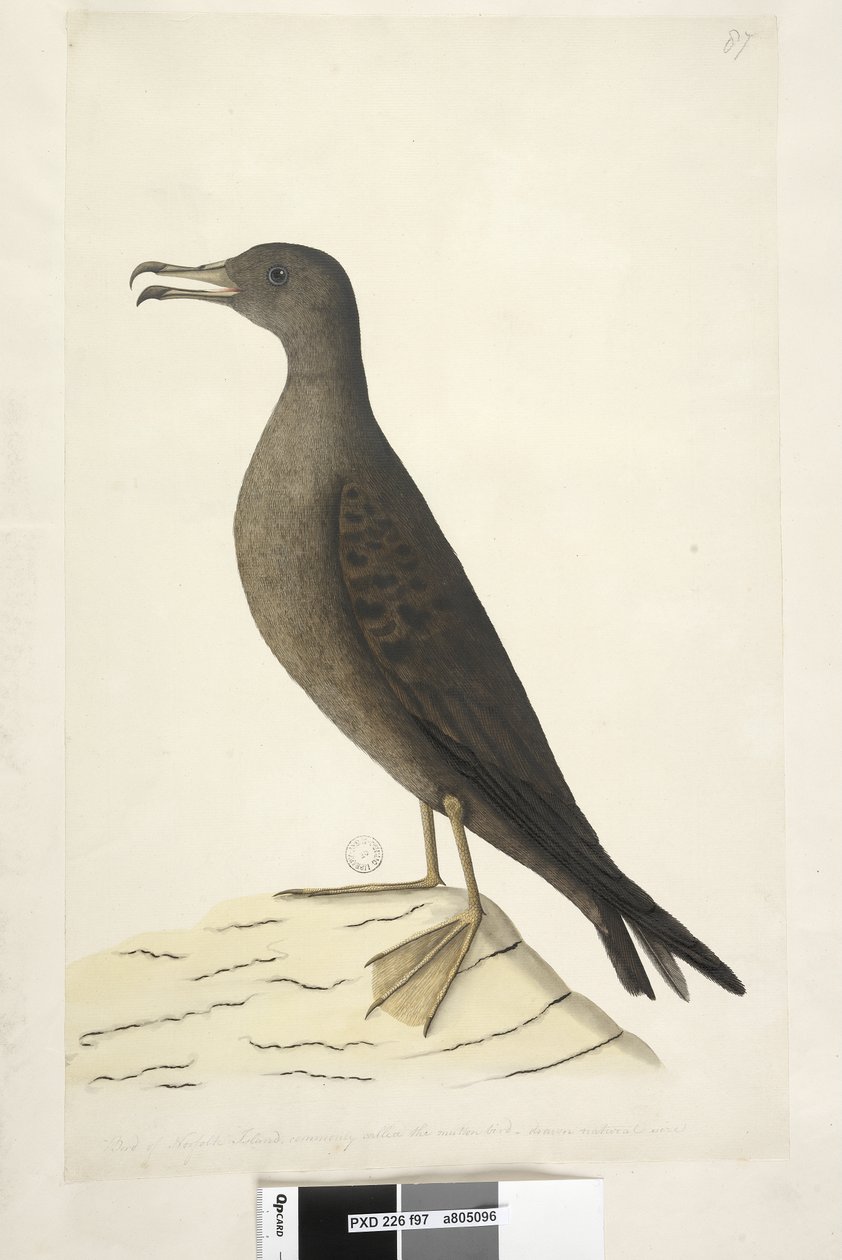 Sayfa 97. Norfolk Adası Kuşu, genellikle koyun eti kuşu olarak adlandırılır, doğal boyda çizilmiş Kama, Kuyruklu Yelkovan Puffinus Pacificus, 1791-92 by Unknown artist