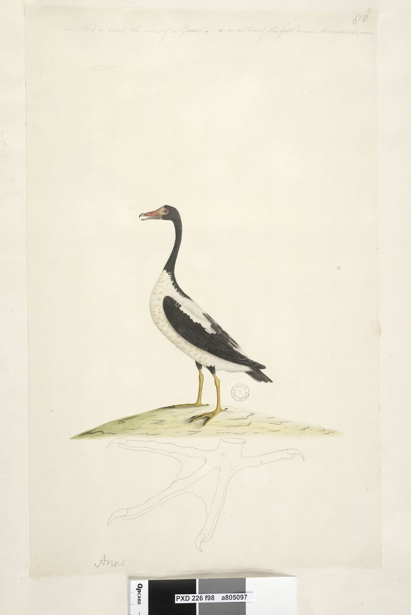 Sayfa 98. Anas. üst kenar boyunca farklı elde Bu kuş yaklaşık bir kaz büyüklüğünde. Aşağıda, doğal boy Pied Goose Anseranas semipalmata, 1791-92 ile çizilmiş ayağın bir taslağı bulunmaktadır. by Unknown artist