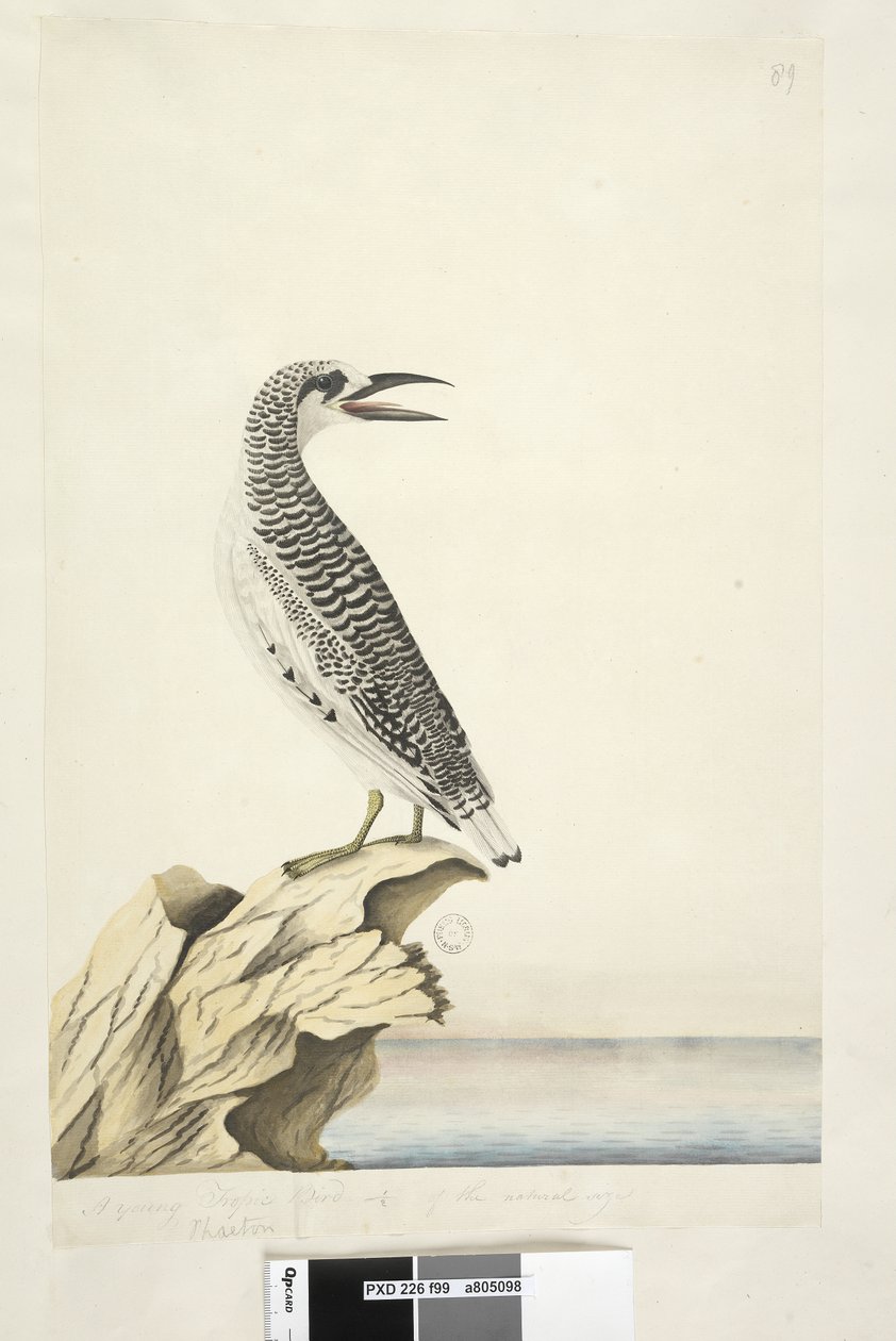 Sayfa 99. Fayton. farklı elde Genç bir Tropik Kuşu 1/2 doğal boyutta Kırmızı, Kuyruklu Tropik Kuşu Phaethon rubricauda, 1791-92 by Unknown artist