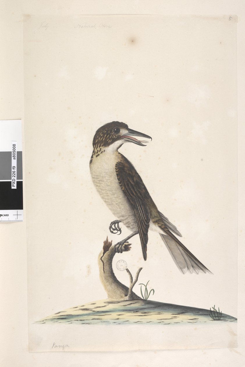Sayfa 9. Vanga. sol üstte farklı bir elde Temmuz, doğal boy Gri Butcherbird Cracticus torquatus dişi, 1791-92 by Unknown artist
