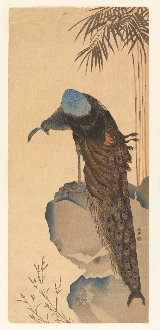 tavuskuşu by Unknown artist