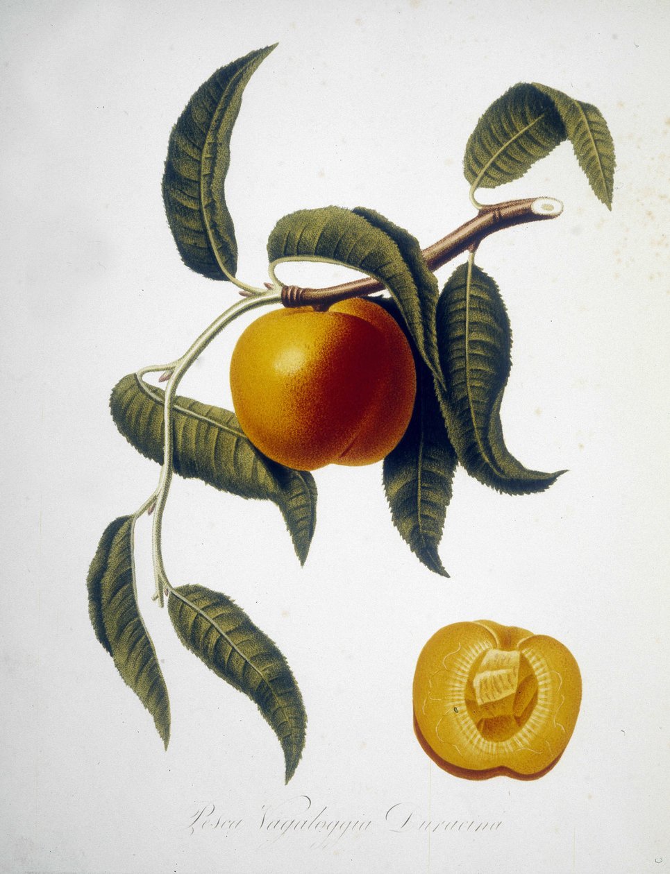 Pesca Vagaloggia Duracina (Balıkçılık ve balıkçılık dalı). 19. yüzyıl herbaryumu. by Unknown artist